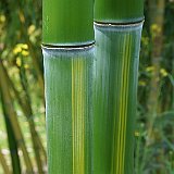 Phyllostachys vivax Huangwenzhu.JPG